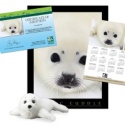 Adopt a Harp Seal - $50