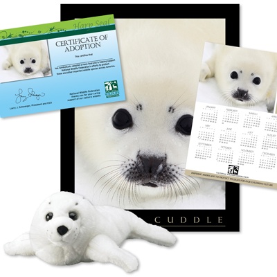 Adopt a Harp Seal - $50