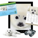 Adopt a Harp Seal - $75
