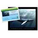 Adopt a Humpback Whale