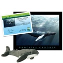 Adopt a Humpback Whale