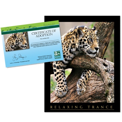 Adopt a Jaguar - $20