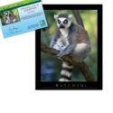 Adopt a Lemur