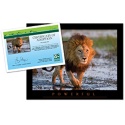Adopt a Lion