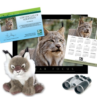 Adopt a Canada Lynx - $100