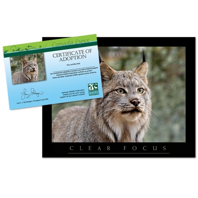 Adopt a Canada Lynx - $20