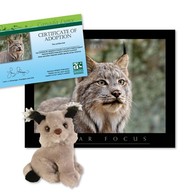 Adopt a Canada Lynx - $30