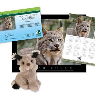 Adopt a Canada Lynx - $50