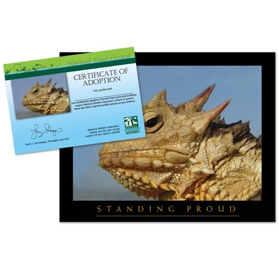 Adopt a Horned Lizard - $20
