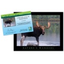 Adopt a Moose