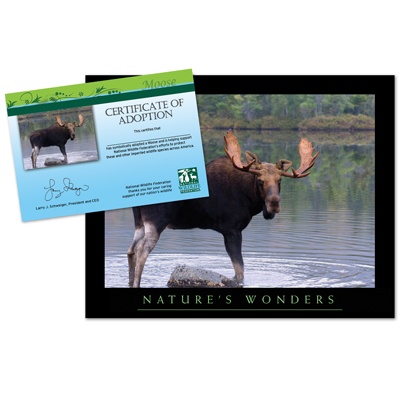 Adopt a Moose - $20