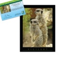 Adopt a Meerkat