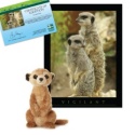 Adopt a Meerkat