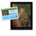 Adopt a Marmoset