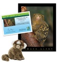 Adopt a Marmoset