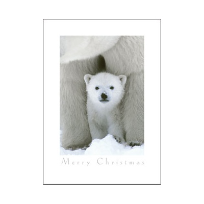 Peeking Cub Card