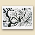 Majestic Maple Card