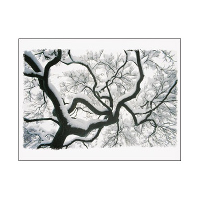 Majestic Maple Card