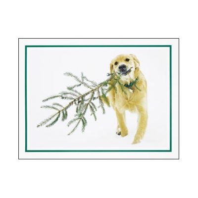 Bear's Christmas Tree Card