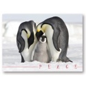 A Tender Moment Card