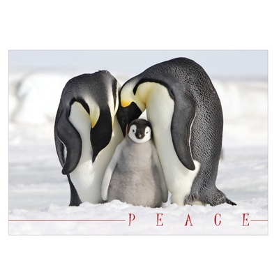 A Tender Moment Card
