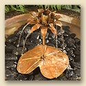 Lotus Dripper Fountain