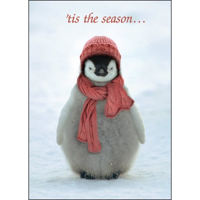 Emperor Penguin