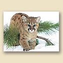 Mountain Lion Card