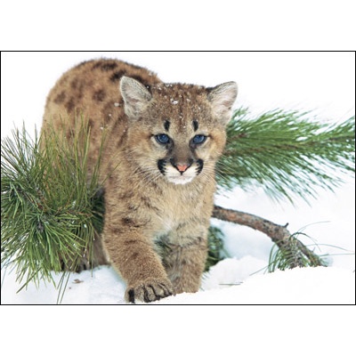 Mountain Lion Card