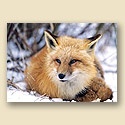 Red Fox Resting in Snow Card