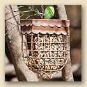 Acorn Suet Feeder