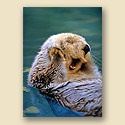 Yawning Sea Otter Card
