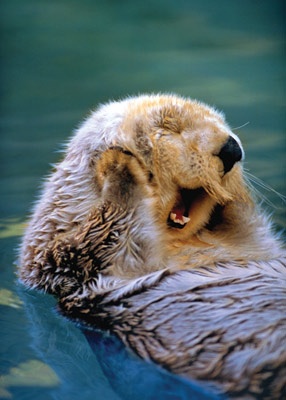 Yawning Sea Otter Card