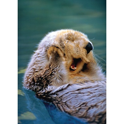 Yawning Sea Otter Card