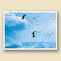 Penguin Plunge Card