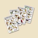 Set of 4 Identiflyer Song Cards