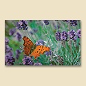 Orange Butterfly Mat