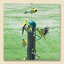 Green Spiral Finch Tube Feeder