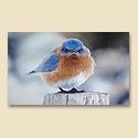 Mad Bluebird Mat