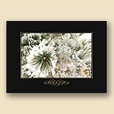 Frosted Pine Card