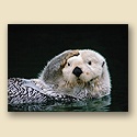 Sea Otter Grooming Card