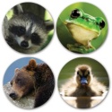 Lighthearted Wildlife Coordinating Seals