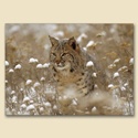 Camouflaged Card