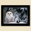 Snow Landing Card