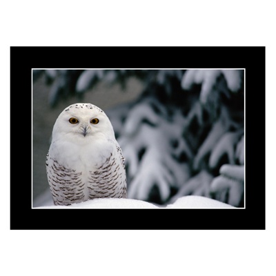 Snow Landing Card