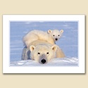 Cuddly Cub Card