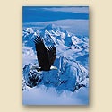 ReProduct Soaring Eagle Card