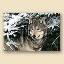 ReProduct Wolf Watch Card