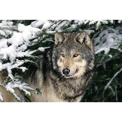 ReProduct Wolf Watch Card