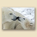 ReProduct Snowy Smooch Card